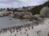 Penguins...in Africa?