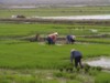 Rice Fields