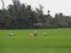 Rice Field