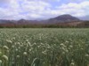 Onion Field