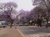 Pretoria's Jacarandas