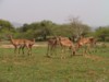 Impala